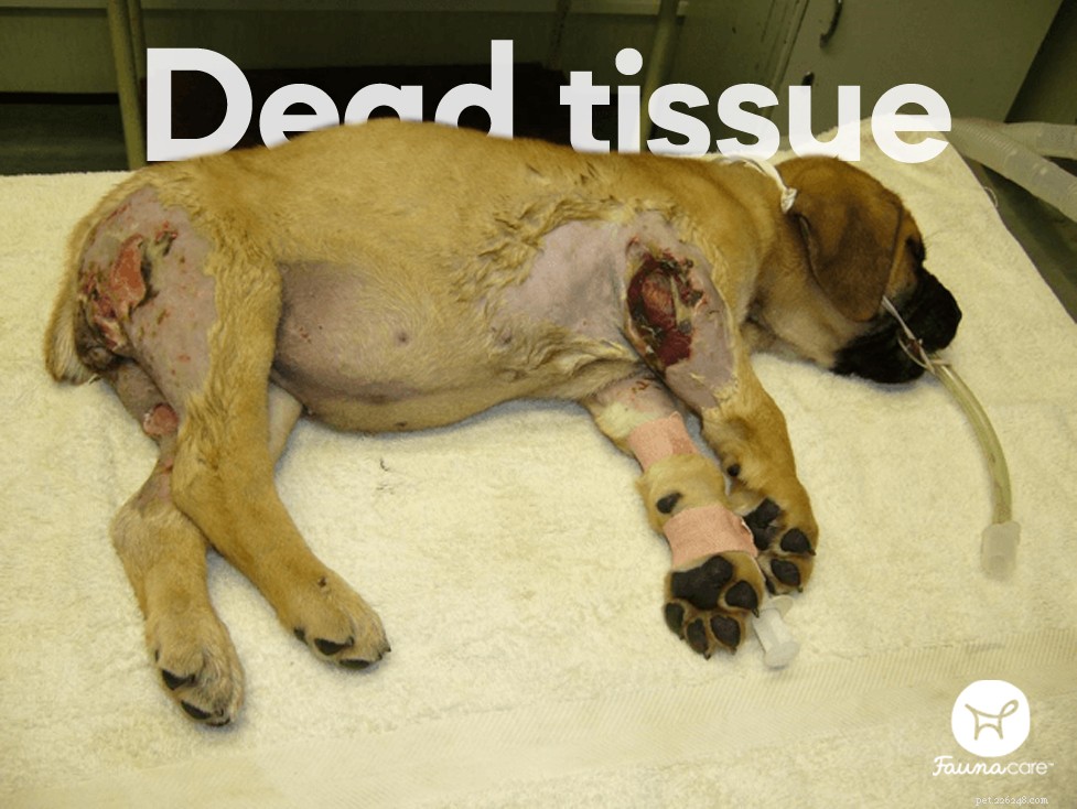 The Four Stages of Dog Wound Healing: A Comprehensive Guide