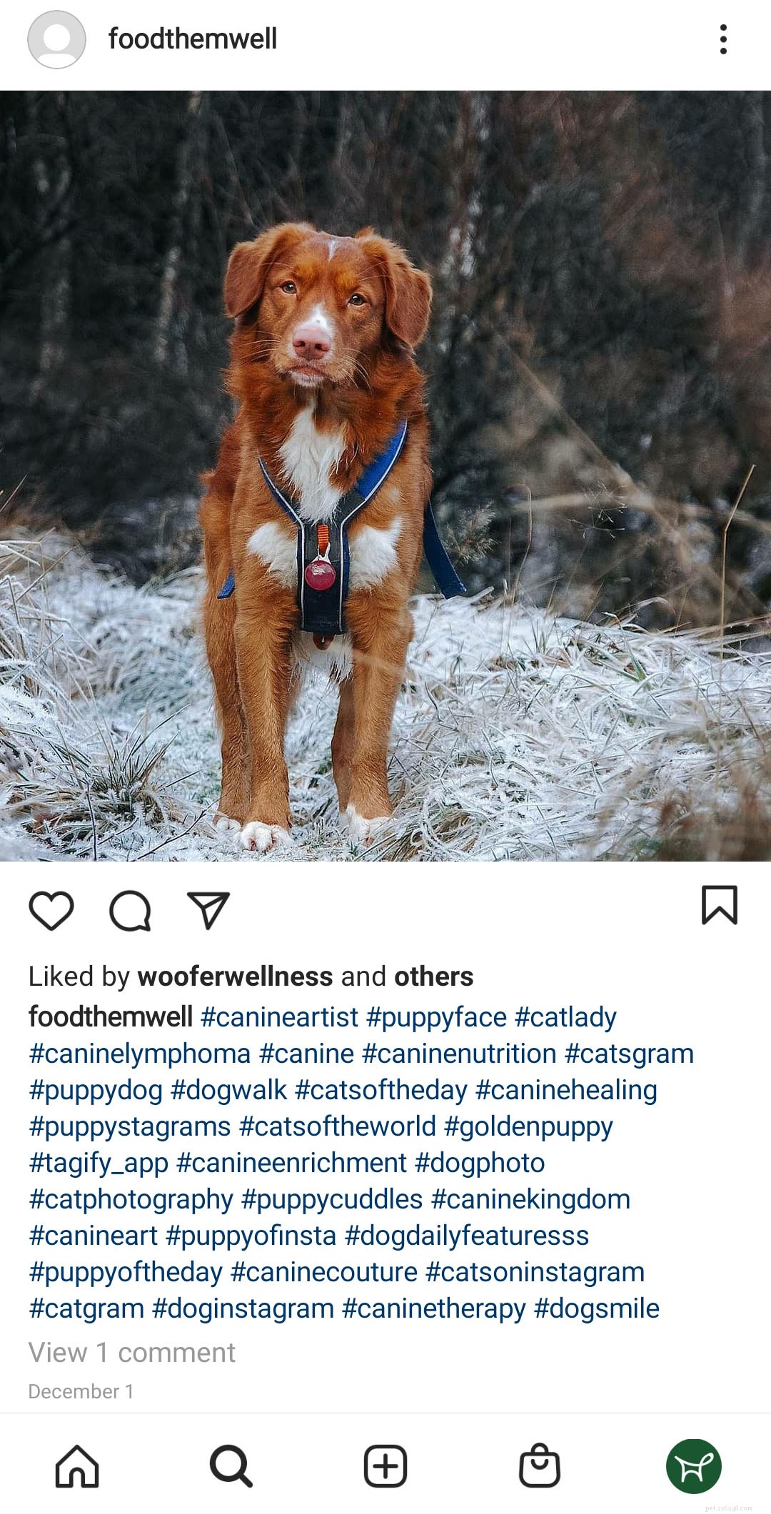 The Four Stages of Dog Wound Healing: A Comprehensive Guide