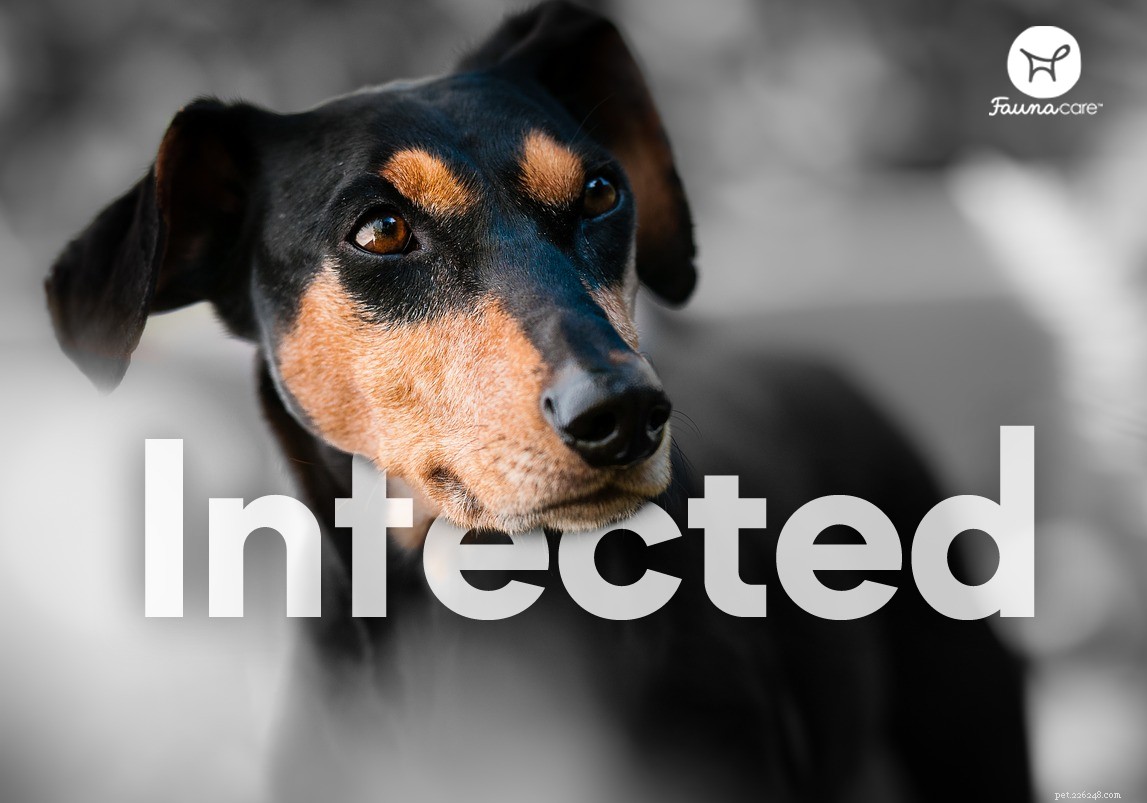 How to Properly Care for Your Dog’s Abscess Wound: A Step‑by‑Step Guide