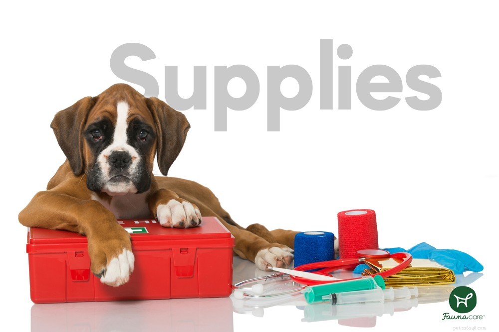 How to Properly Care for Your Dog’s Abscess Wound: A Step‑by‑Step Guide