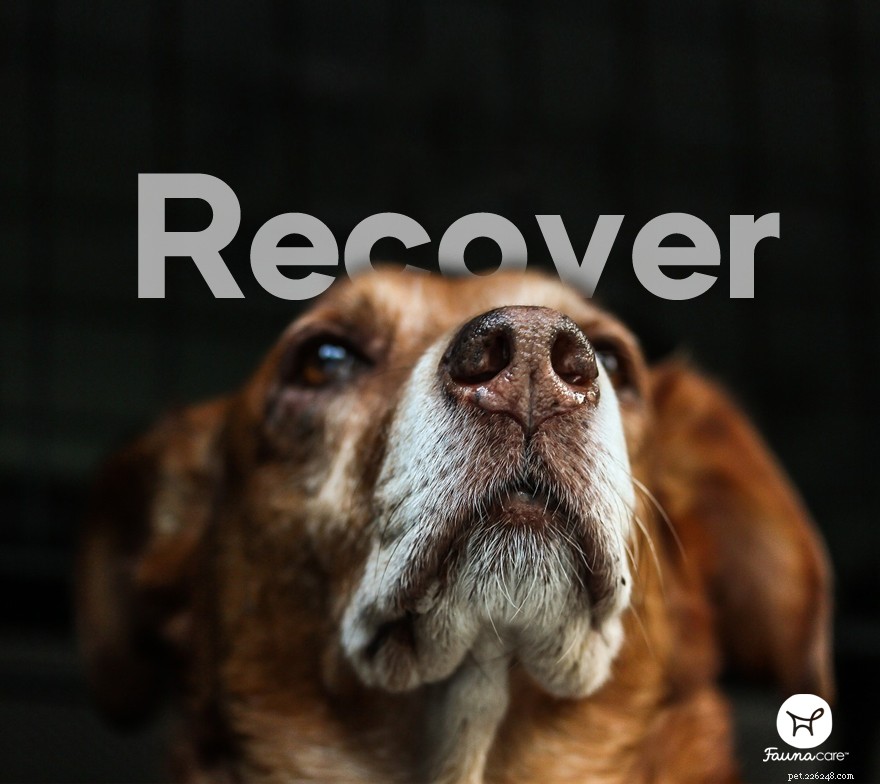 How to Properly Care for Your Dog’s Abscess Wound: A Step‑by‑Step Guide
