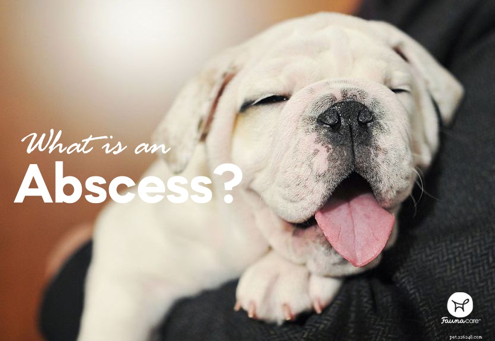 Spotting Infections in Dog Wounds: What You Need to Know