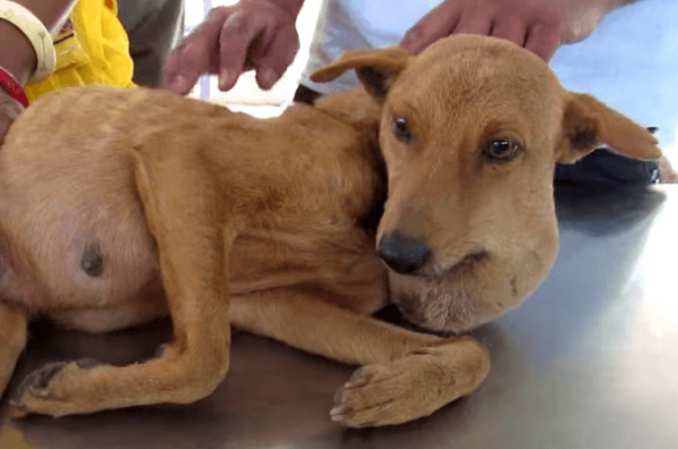Spotting Infections in Dog Wounds: What You Need to Know