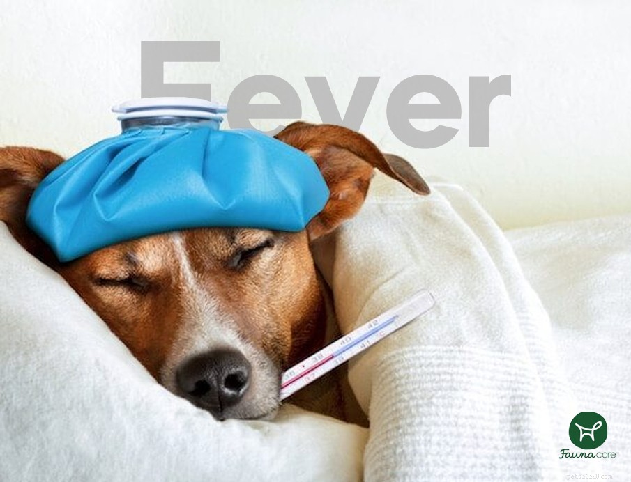 Spotting Infections in Dog Wounds: What You Need to Know