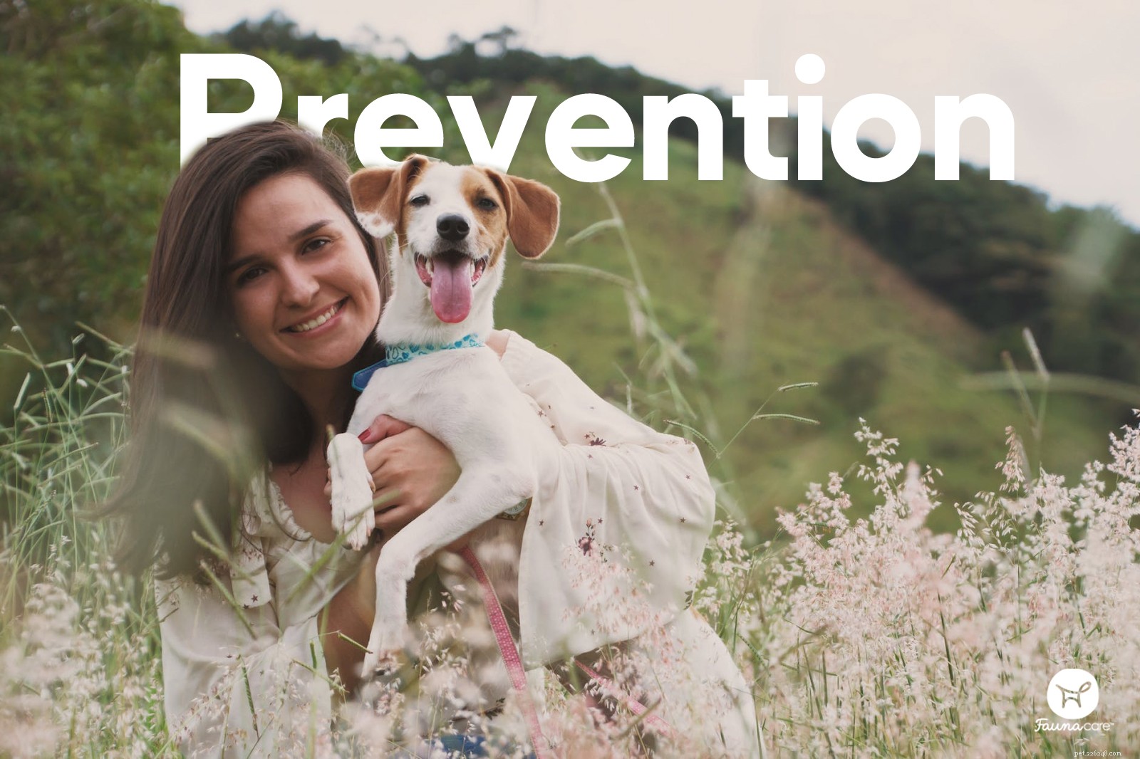 Spotting Infections in Dog Wounds: What You Need to Know