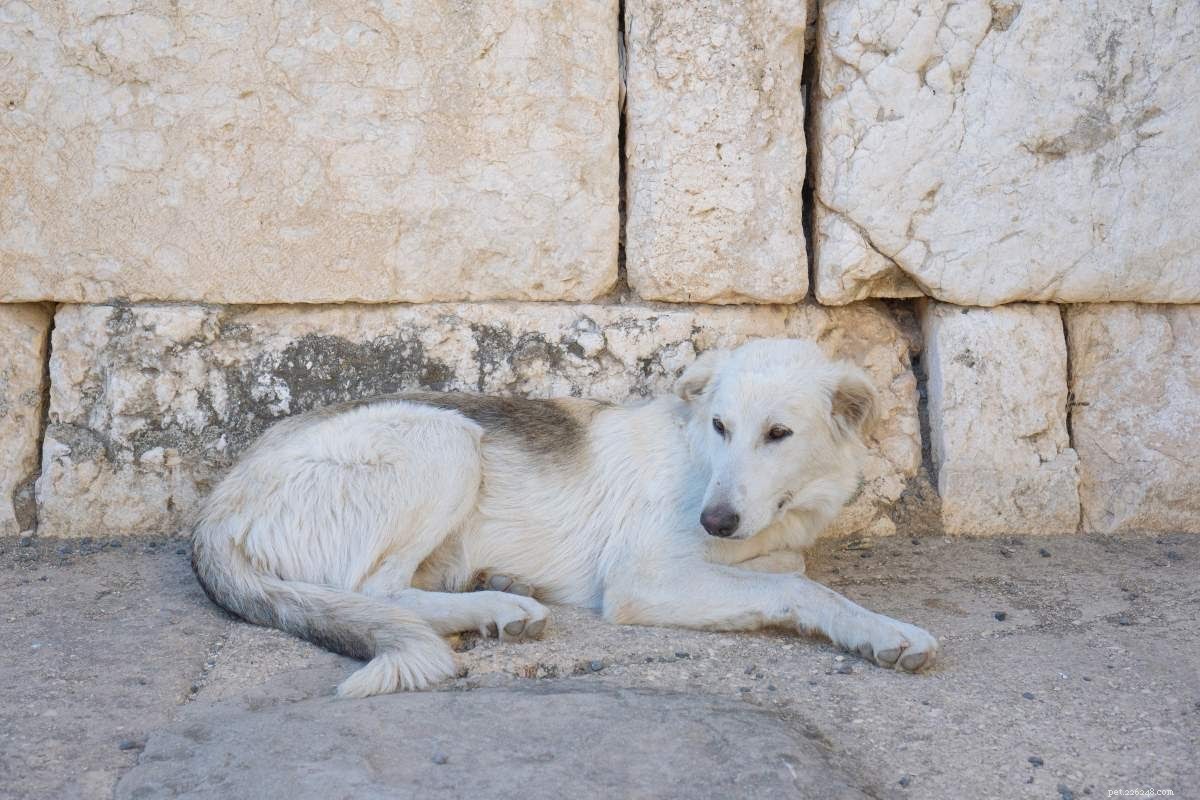 Identifying Necrotic Tissue in Dogs: Symptoms, Causes, and Care Tips