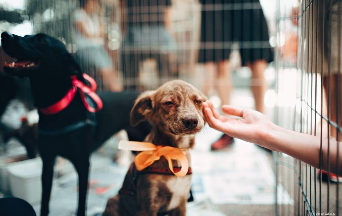 Identifying Necrotic Tissue in Dogs: Symptoms, Causes, and Care Tips