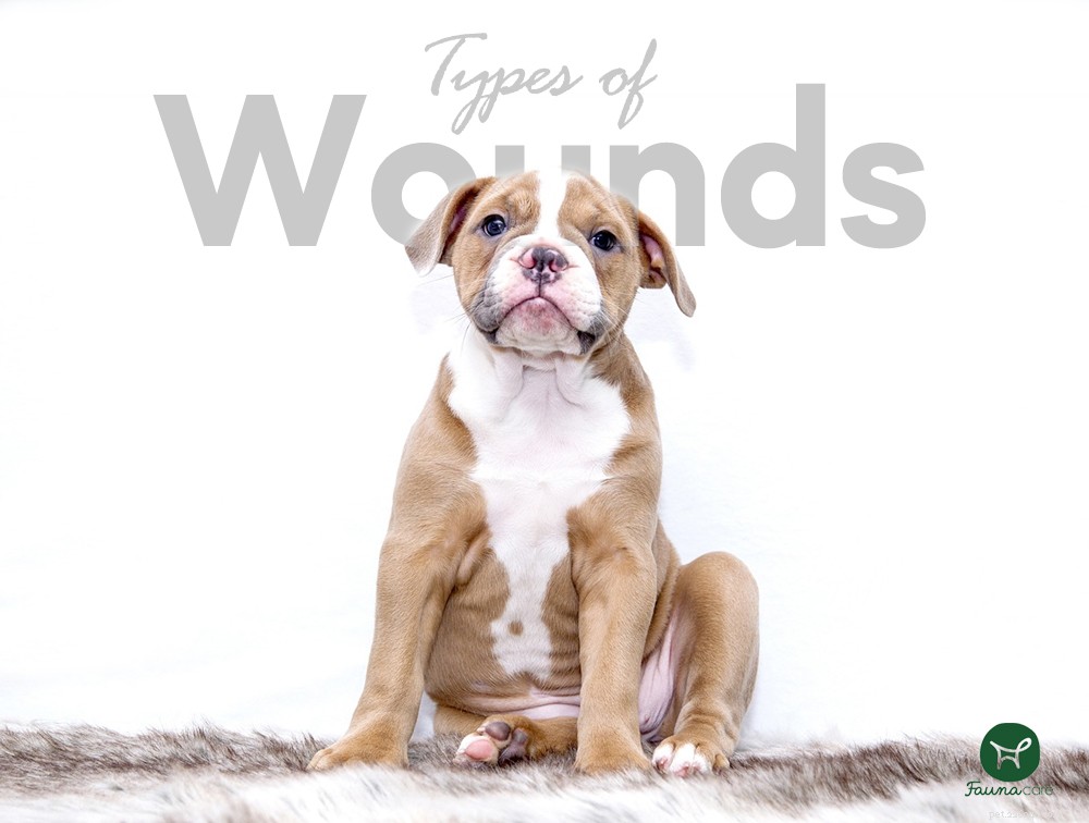 When Your Dog s Wound Won t Heal: Expert Tips & Action Steps