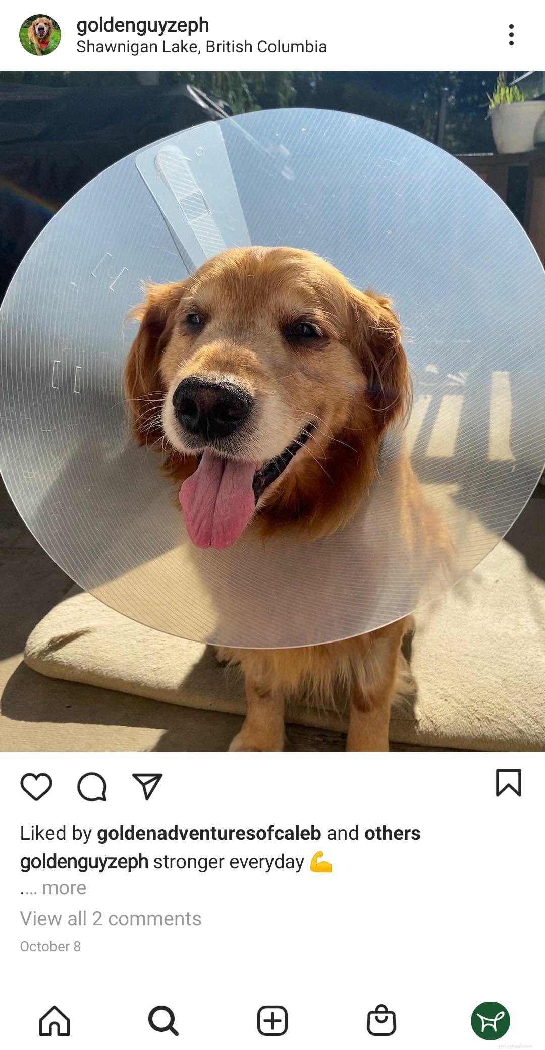 When Your Dog s Wound Won t Heal: Expert Tips & Action Steps