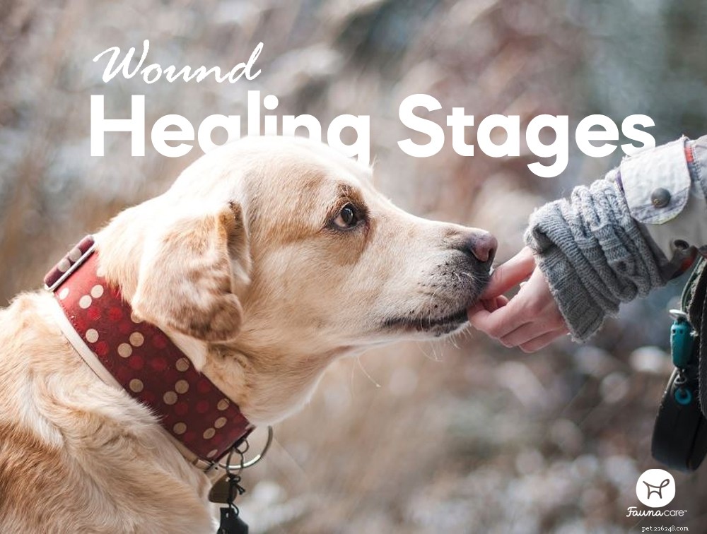When Your Dog s Wound Won t Heal: Expert Tips & Action Steps