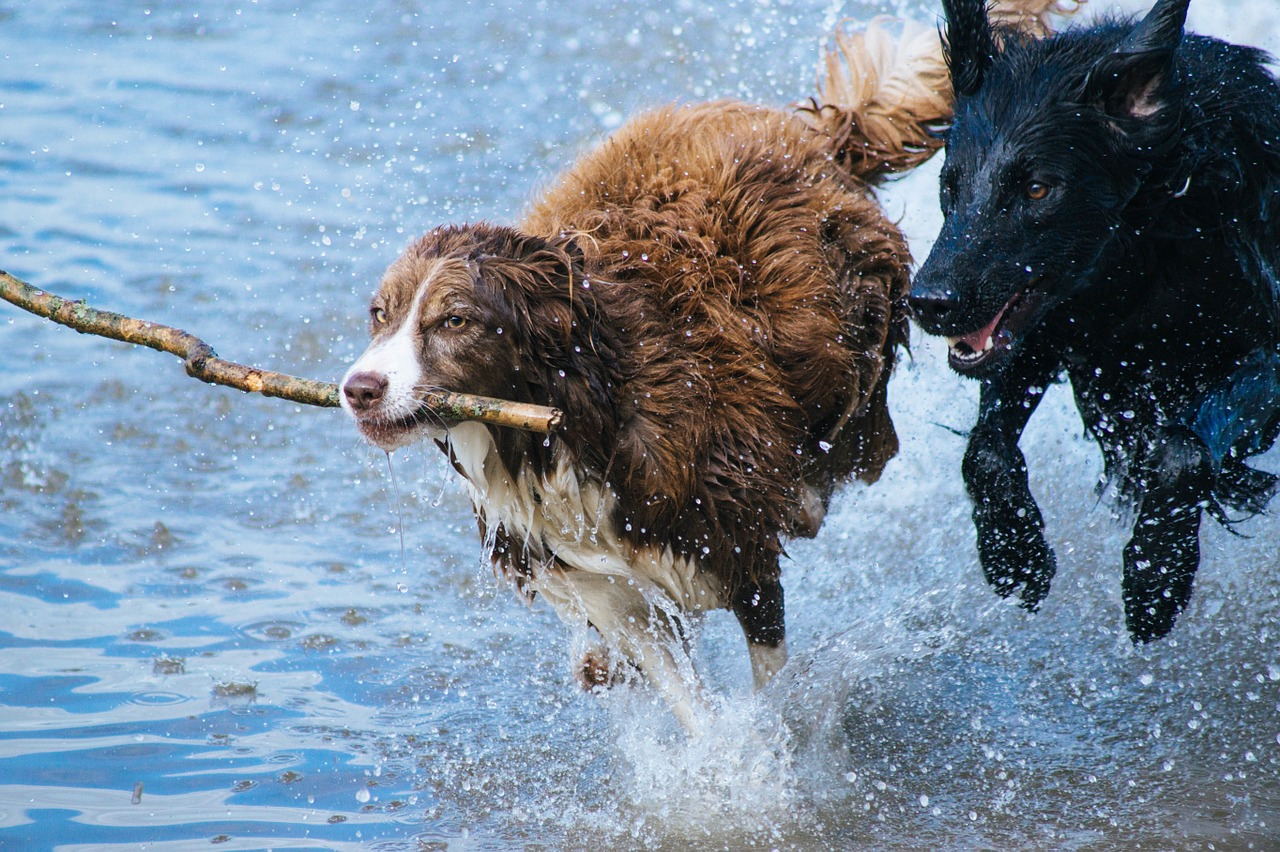 When Your Dog s Wound Won t Heal: Expert Tips & Action Steps