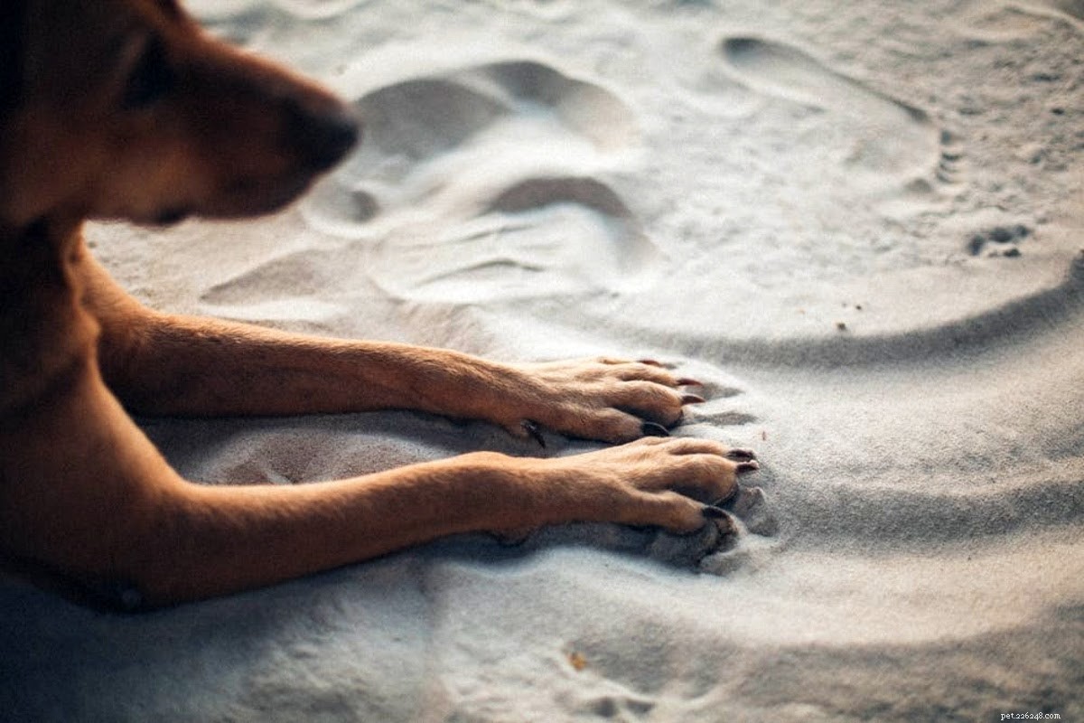 Step-by-Step Guide to Treating a Dog’s Torn Nail Safely