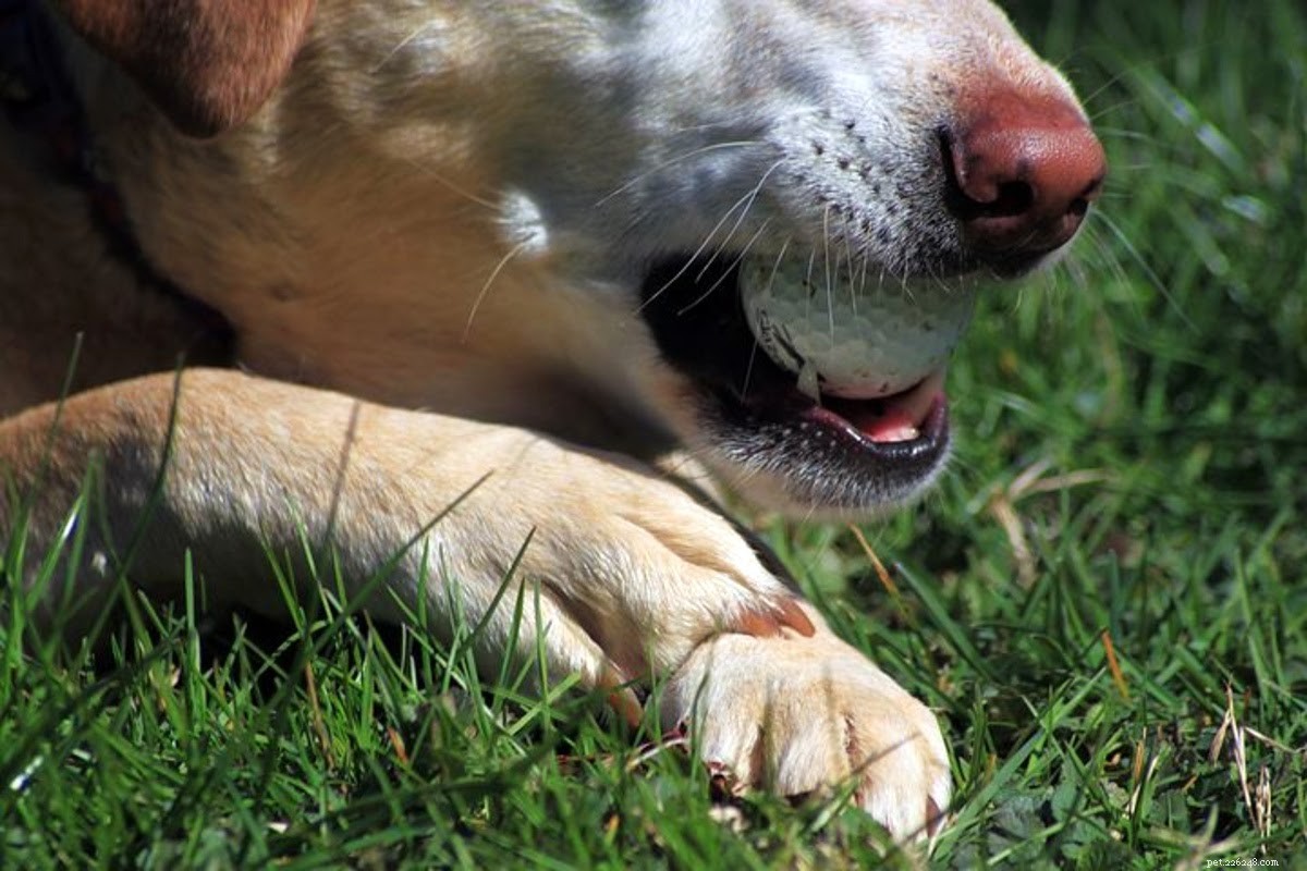 Step-by-Step Guide to Treating a Dog’s Torn Nail Safely
