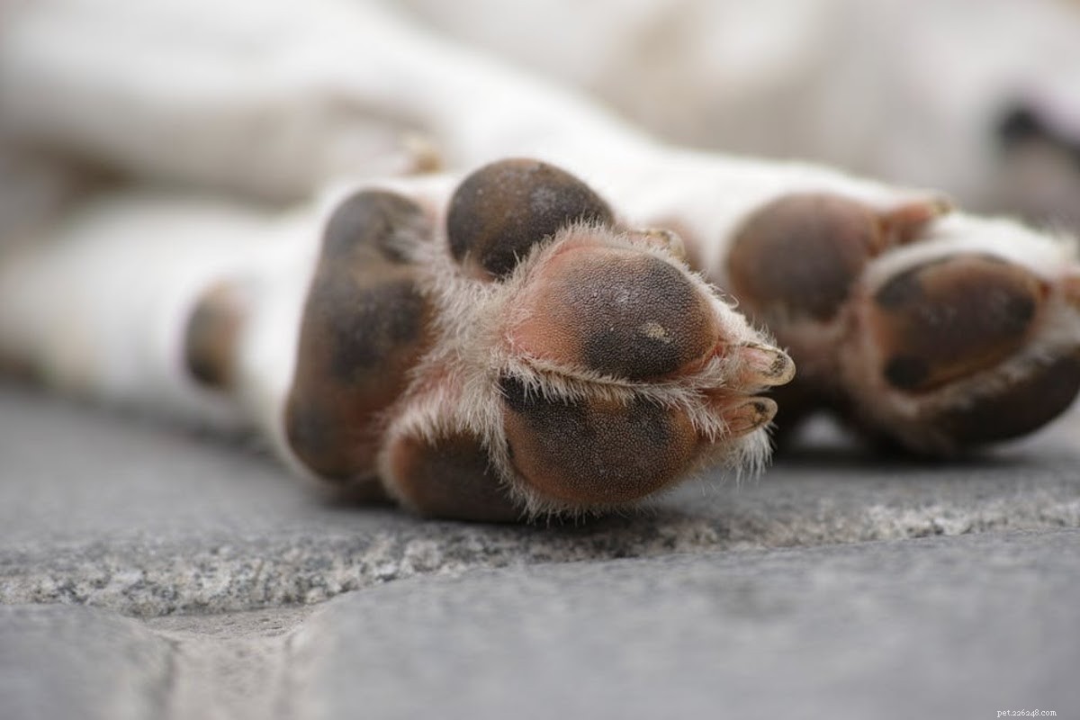 Step-by-Step Guide to Treating a Dog’s Torn Nail Safely