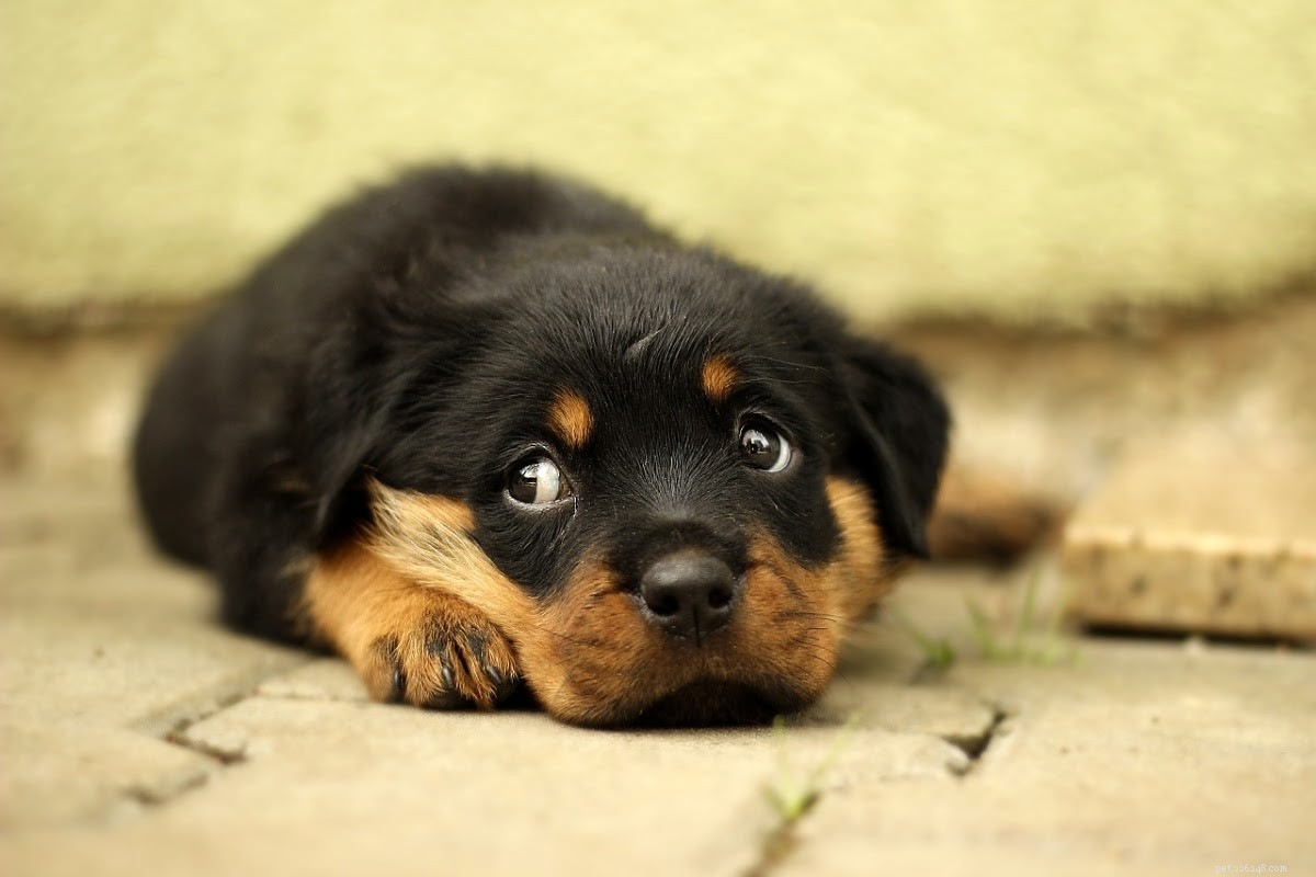 How to Determine if Your Dog’s Wound is Healing Properly