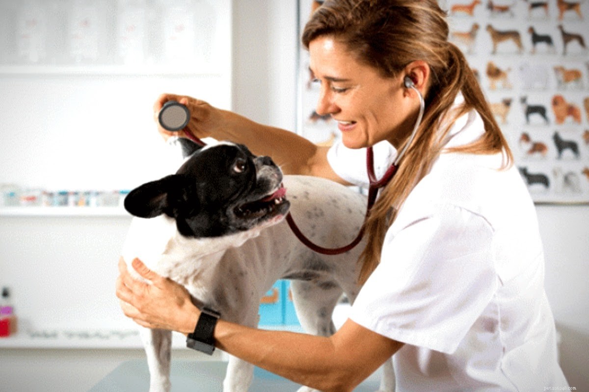 How to Determine if Your Dog’s Wound is Healing Properly