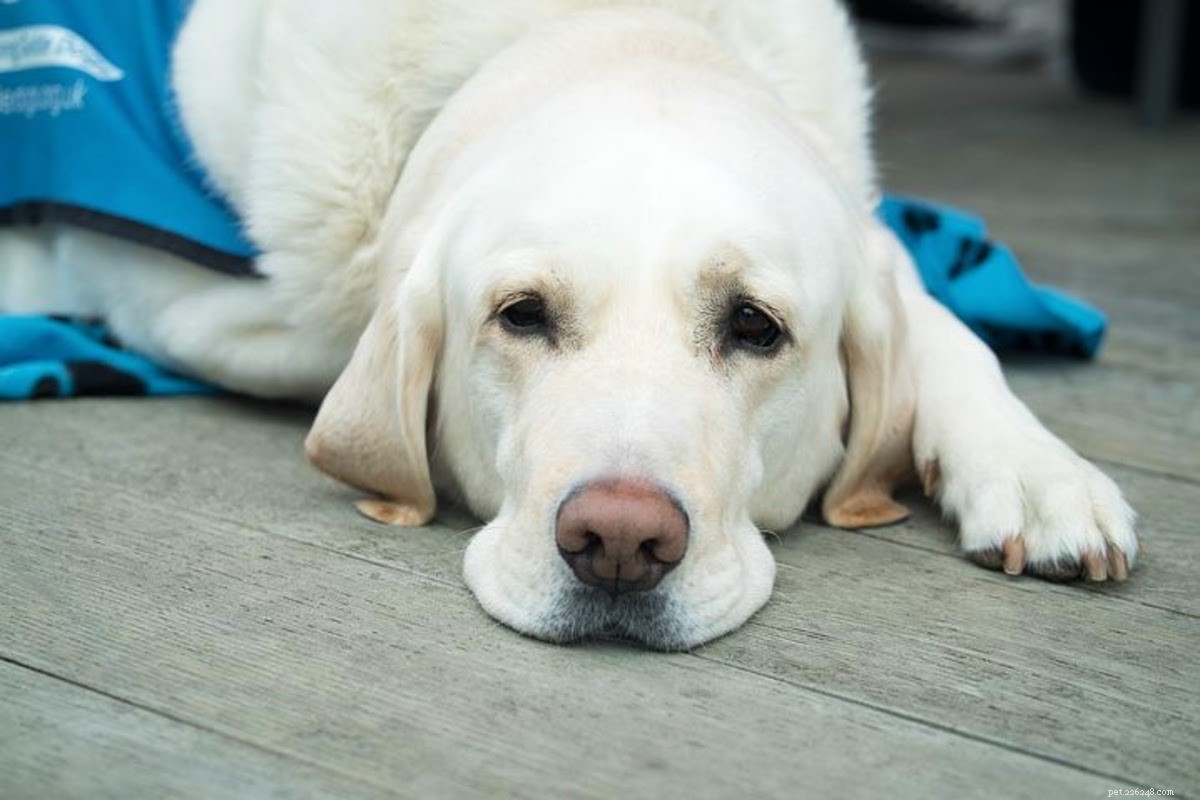 How to Determine if Your Dog’s Wound is Healing Properly