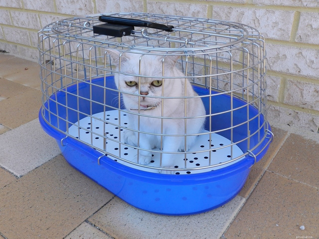 Your Complete Guide to a Stress‑Free Vet Visit for Your Pet