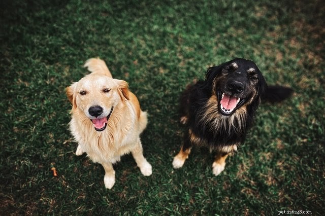 Top Natural Treatments for Minor Dog Wounds: Safe & Effective Home Care