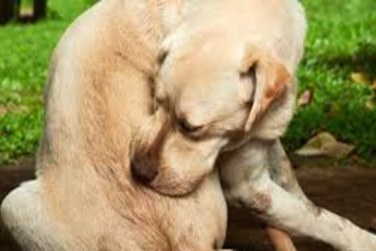 Effective Treatment for Flea and Tick Bites in Dogs: Quick Relief & Prevention Tips