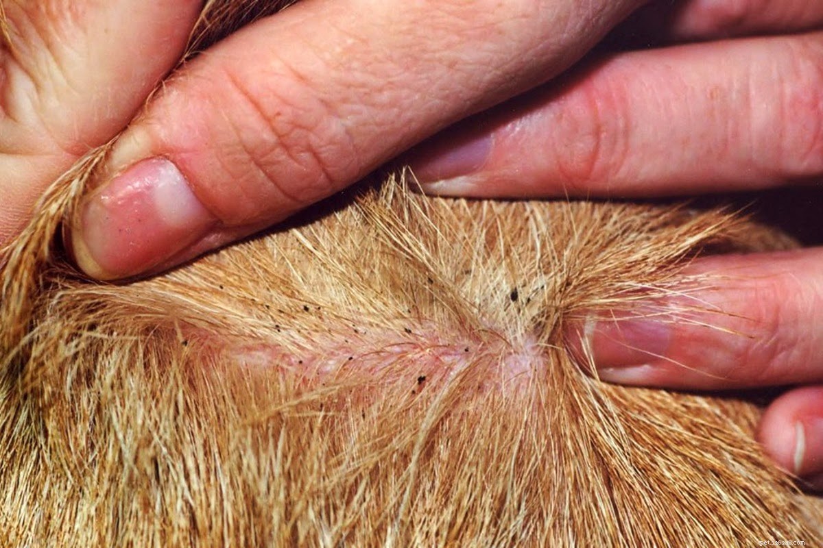 Effective Treatment for Flea and Tick Bites in Dogs: Quick Relief & Prevention Tips