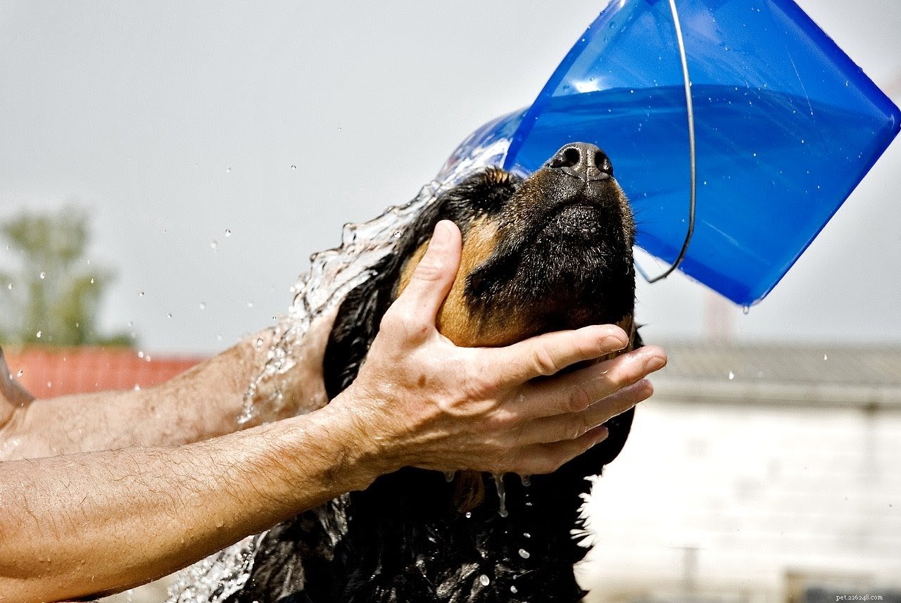 4 Proven Natural Remedies to Heal Dog Wounds Quickly
