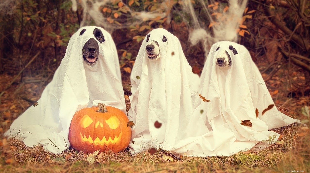Capture Autumn Moments: Stylish Fall Photoshoot Ideas for You & Your Pet