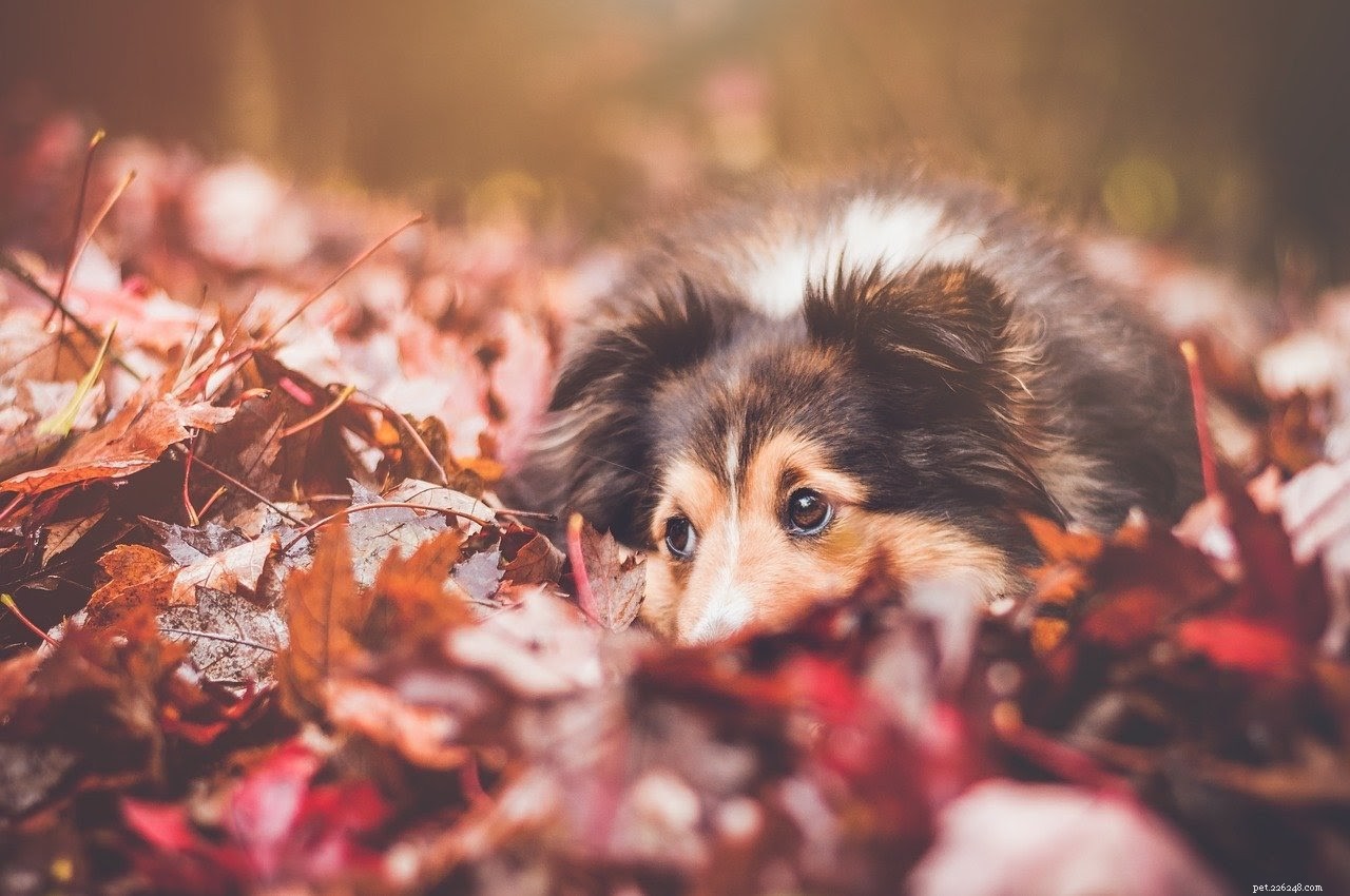 Capture Autumn Moments: Stylish Fall Photoshoot Ideas for You & Your Pet