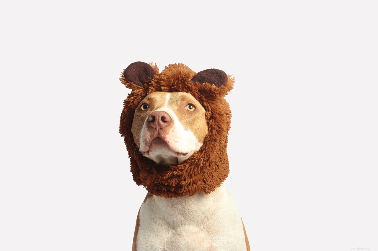 Make Halloween Fun & Safe for Your Dog: A Complete Guide