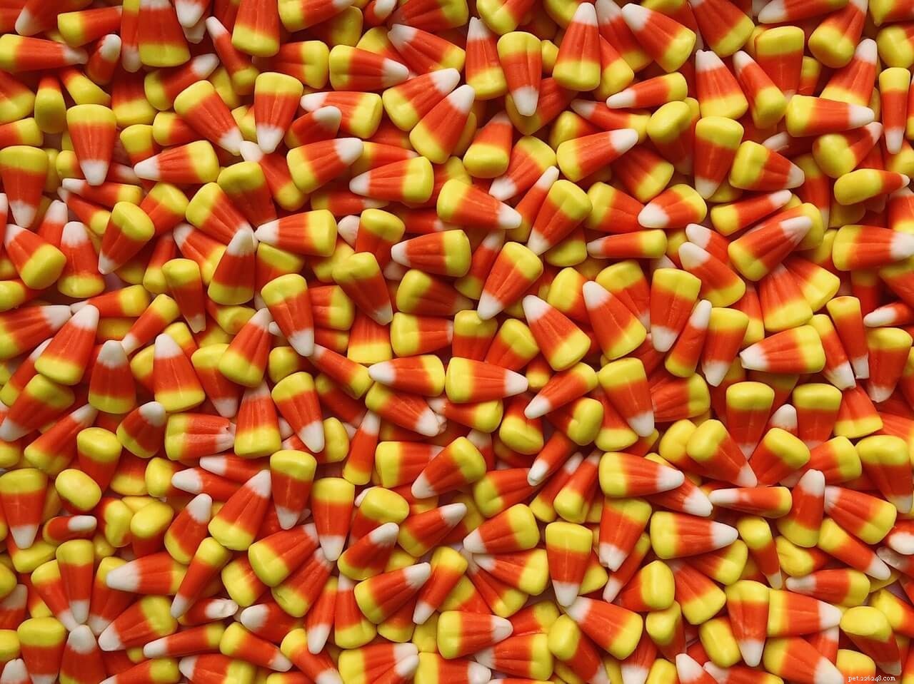 Make Halloween Fun & Safe for Your Dog: A Complete Guide