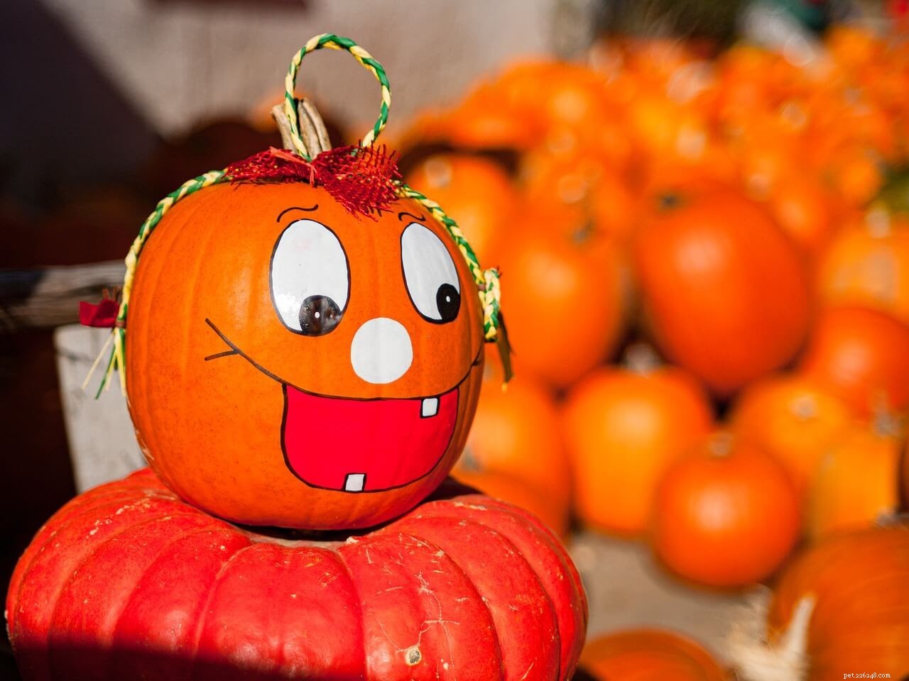 Make Halloween Fun & Safe for Your Dog: A Complete Guide