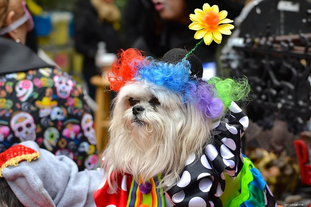 Make Halloween Fun & Safe for Your Dog: A Complete Guide