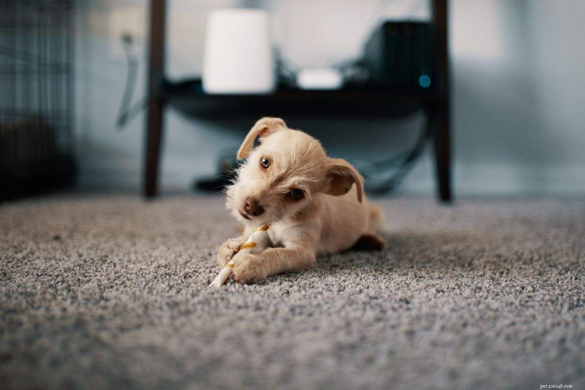 DIY Autumn Dog Treats: A Step-by-Step Guide to Healthy, Homemade Snacks