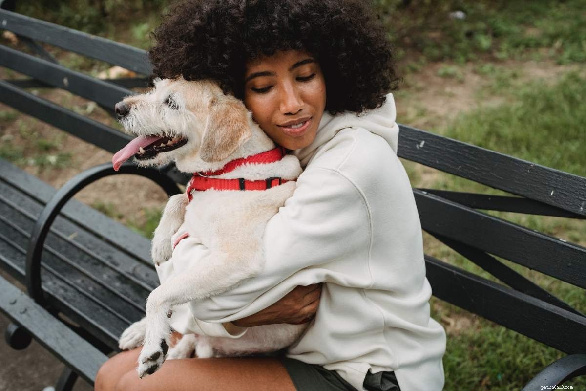 DIY Autumn Dog Treats: A Step-by-Step Guide to Healthy, Homemade Snacks