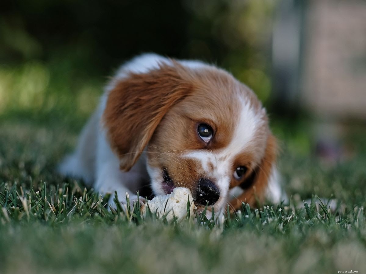DIY Autumn Dog Treats: A Step-by-Step Guide to Healthy, Homemade Snacks