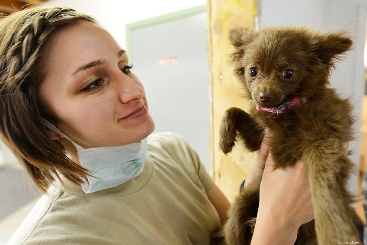 Safely Heal Your Dog’s Injury at Home: Expert Tips to Prevent Licking and Promote Quick Recovery