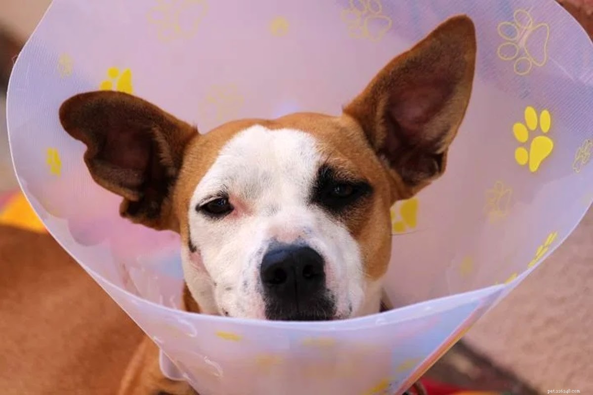 Safely Heal Your Dog’s Injury at Home: Expert Tips to Prevent Licking and Promote Quick Recovery