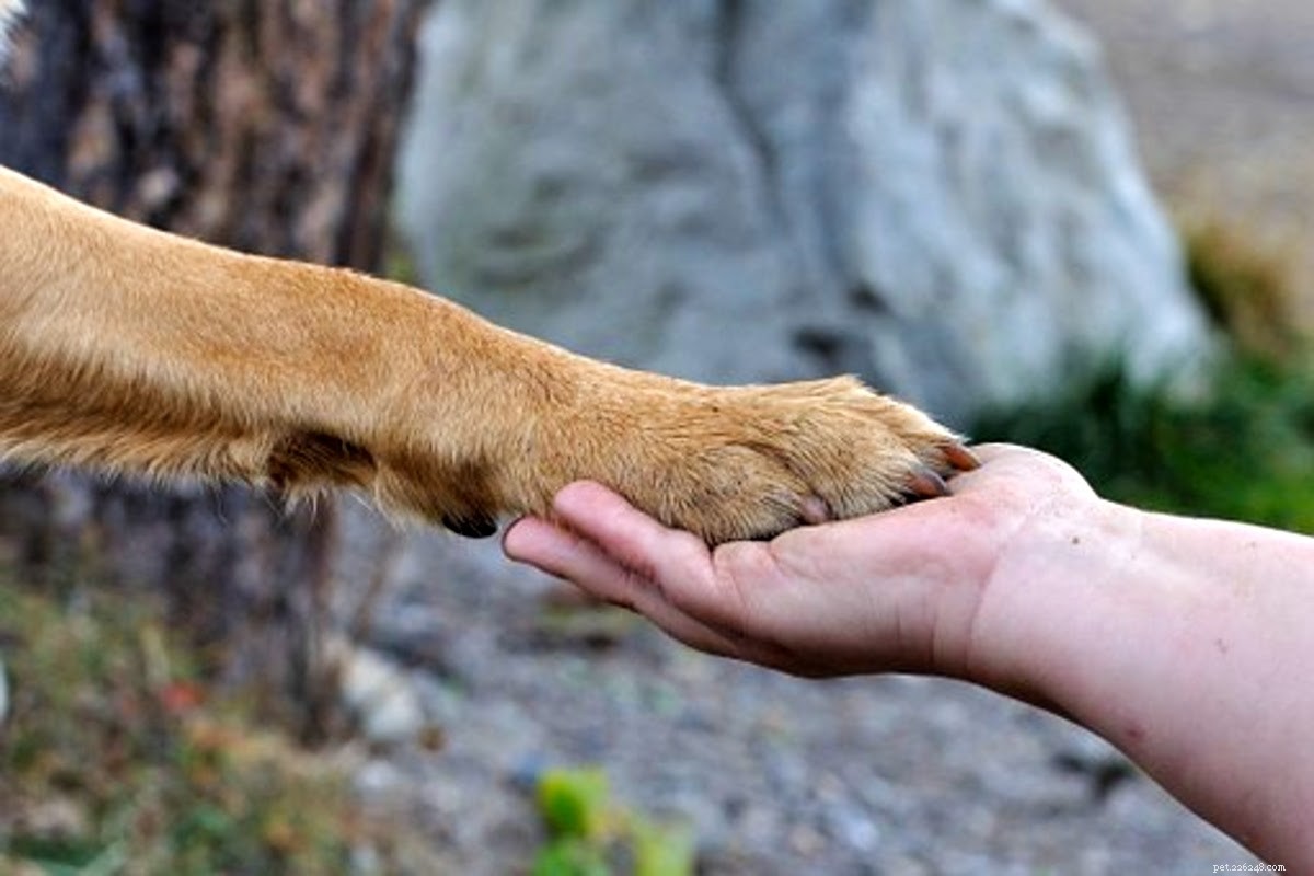 Safely Heal Your Dog’s Injury at Home: Expert Tips to Prevent Licking and Promote Quick Recovery