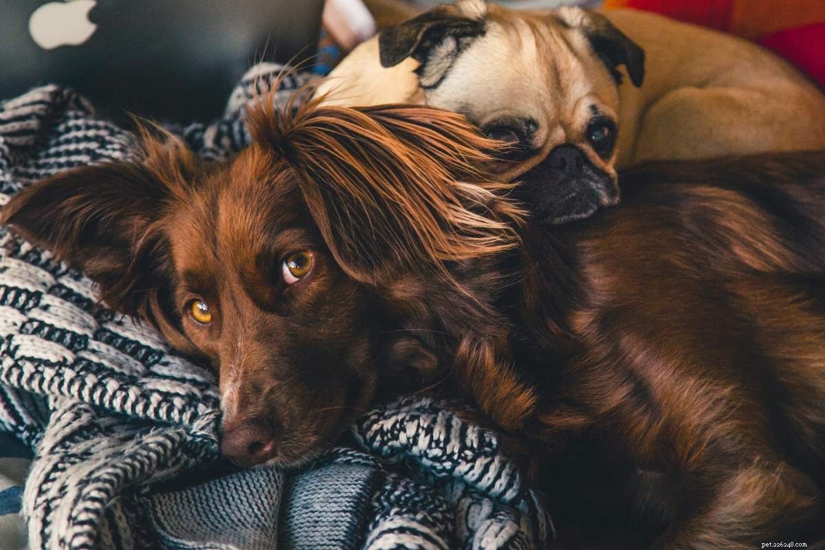 Promote Healthy Fur Regrowth on Pet Scars and Scrapes: A Practical Guide