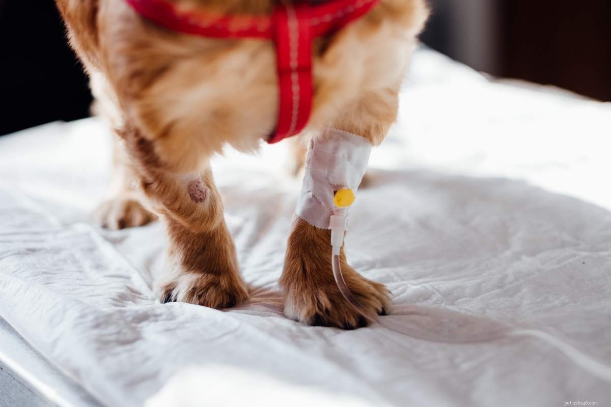 Promote Healthy Fur Regrowth on Pet Scars and Scrapes: A Practical Guide