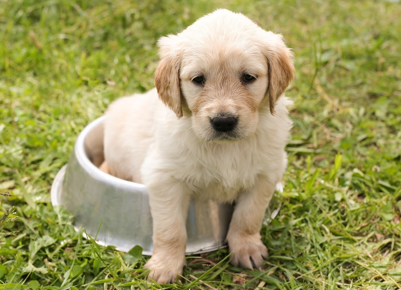 Apartment Dog Ownership Guide: Expert Tips for a Happy, Harmonious Home