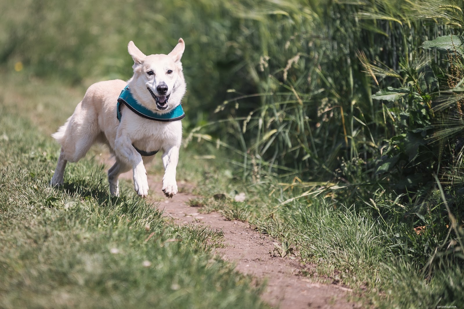 Apartment Dog Ownership Guide: Expert Tips for a Happy, Harmonious Home