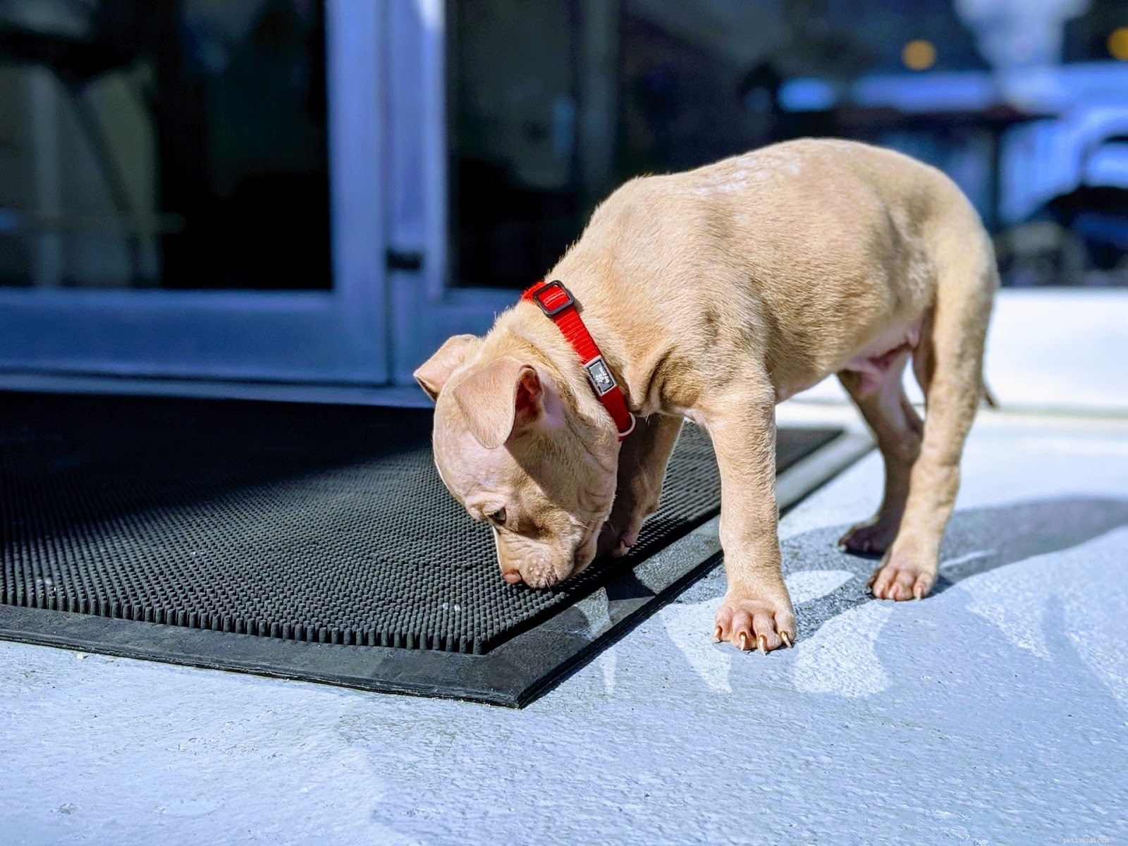 How to Treat a Non-Healing Dog Sore: Quick Actions & Vet Tips