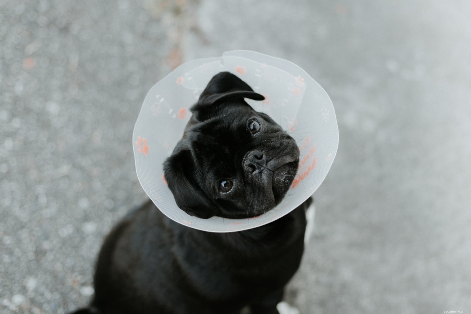 How to Treat a Non-Healing Dog Sore: Quick Actions & Vet Tips