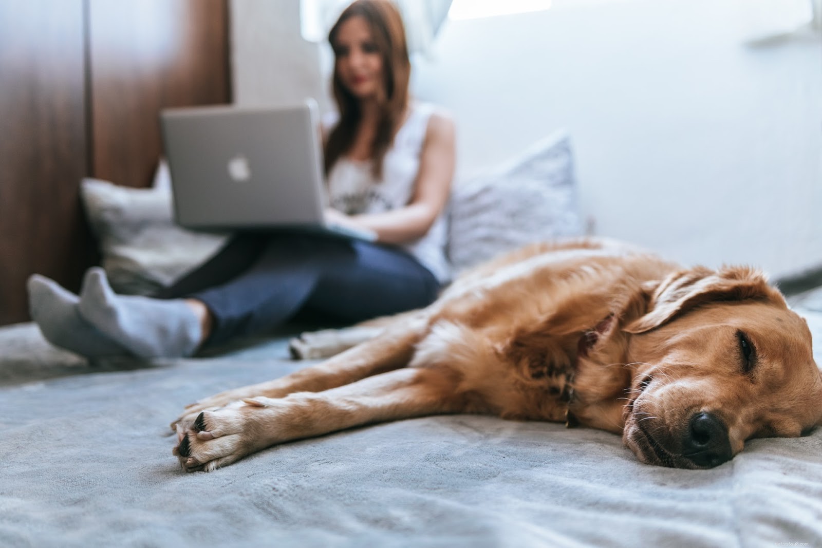 How to Treat a Non-Healing Dog Sore: Quick Actions & Vet Tips