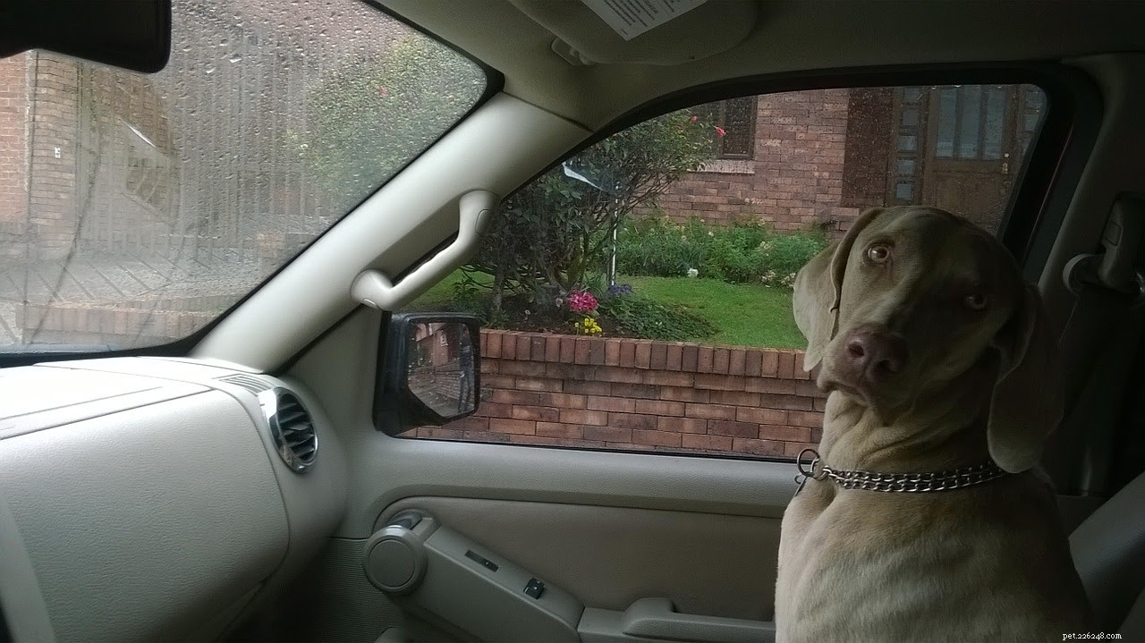 The Ultimate Guide to Planning a Dog-Friendly Road Trip