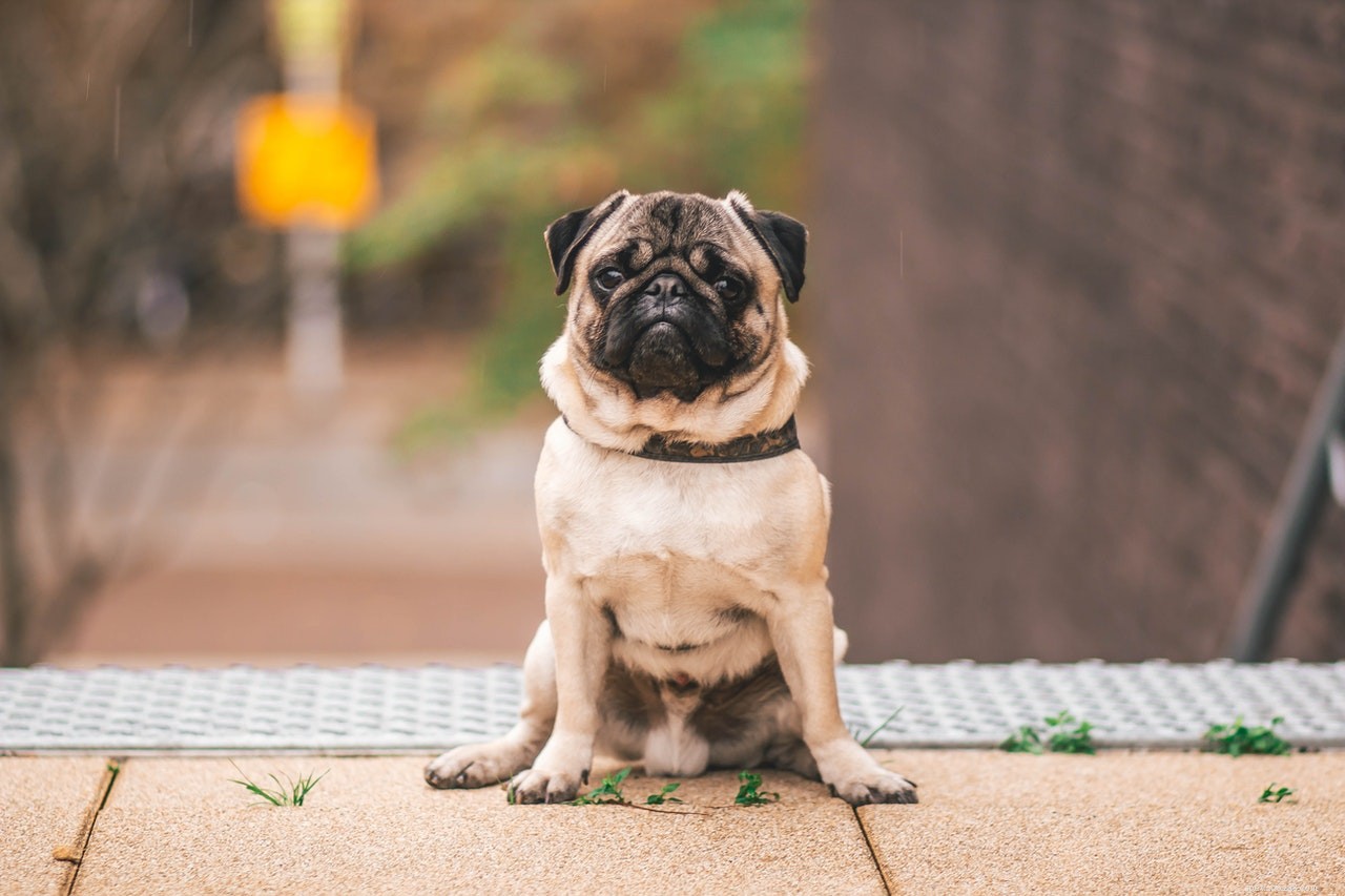 Dog Tear Stains Explained: Causes, Impact, and Effective Prevention Tips