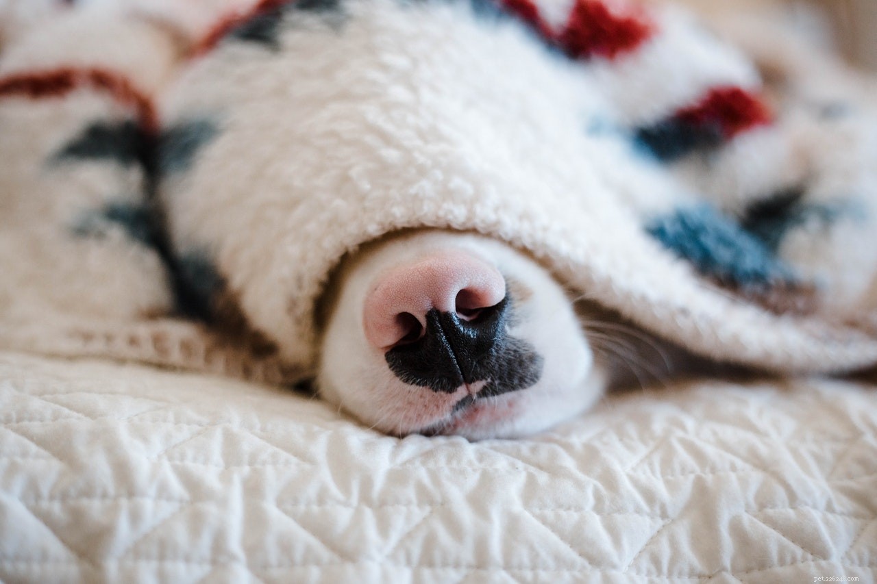 Top 5 Safe Wound Care Products Every Dog Owner Should Stock