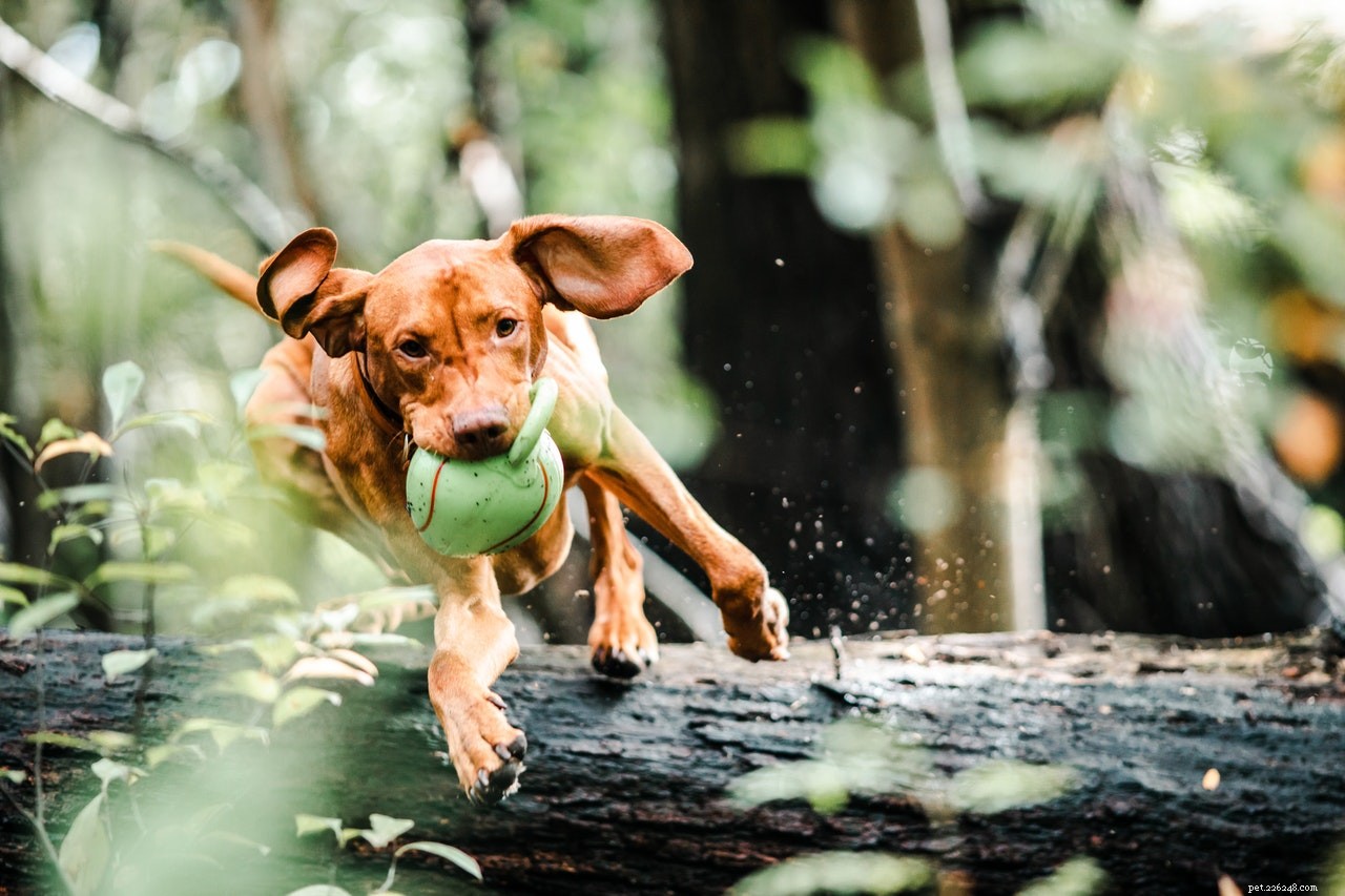 Top 5 Safe Wound Care Products Every Dog Owner Should Stock