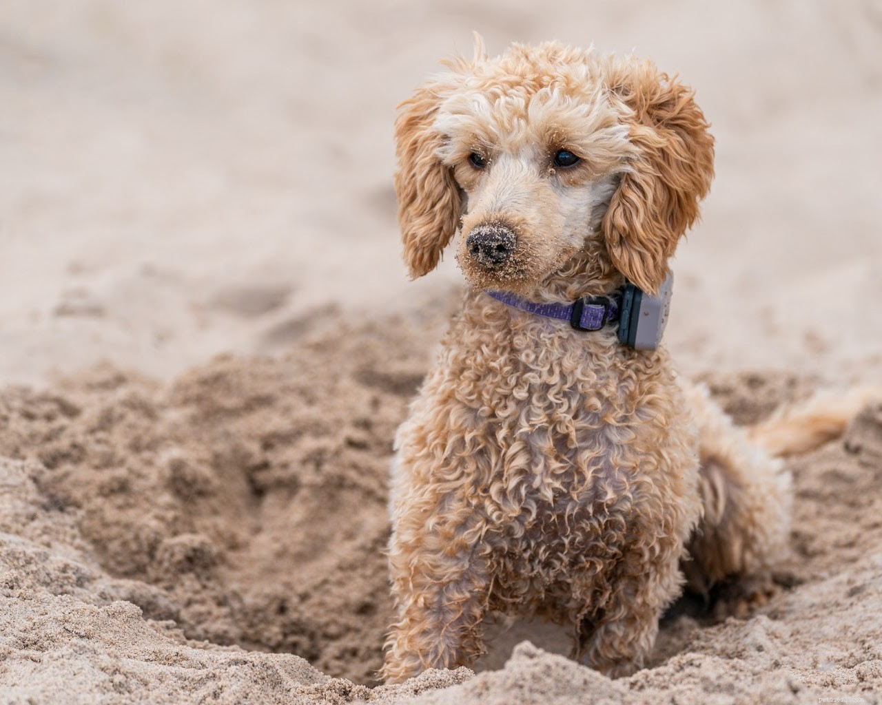 Step-by-Step Guide to Safely Cleaning Your Dog s Wound